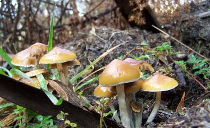 Psilocybe subaeruginosa, photographed in Tasmania, is thought to be a magic mushroom that is native to Australia. Image: © Caine Barlow.