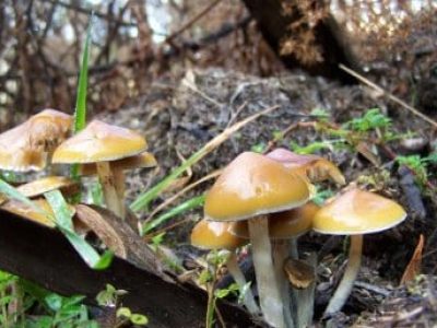 Psilocybe subaeruginosa, photographed in Tasmania, is thought to be a magic mushroom that is native to Australia. Image: © Caine Barlow.